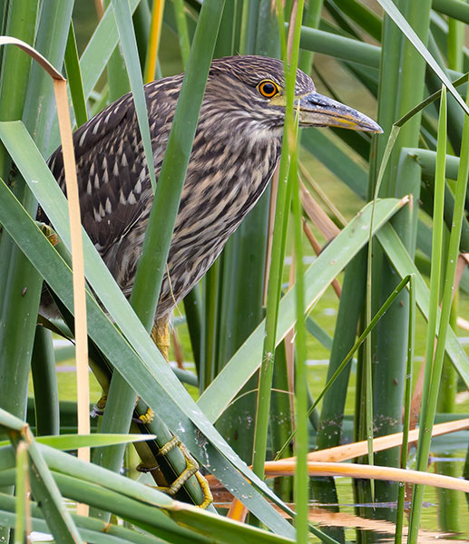 Black-crowned Night-Heron Nycticorax nycticorax 