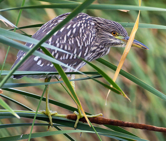Black-crowned Night-Heron Nycticorax nycticorax 