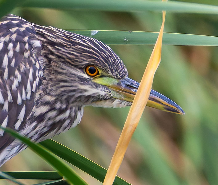 Black-crowned Night-Heron Nycticorax nycticorax 