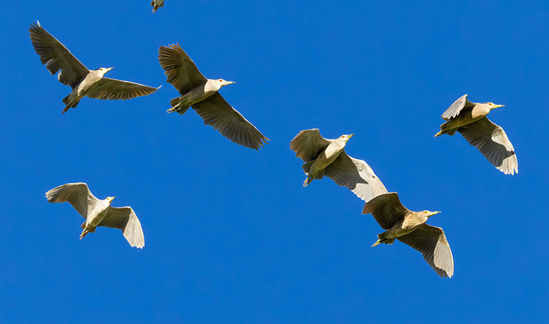 Black-crowned Night-Heron Nycticorax nycticorax 