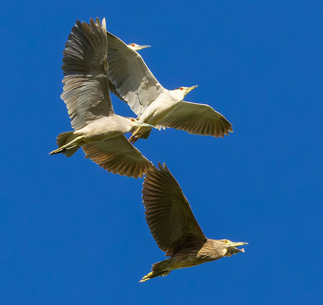 Black-crowned Night-Heron Nycticorax nycticorax 