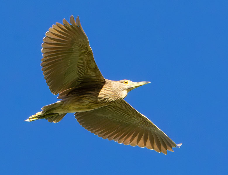 Black-crowned Night-Heron Nycticorax nycticorax 
