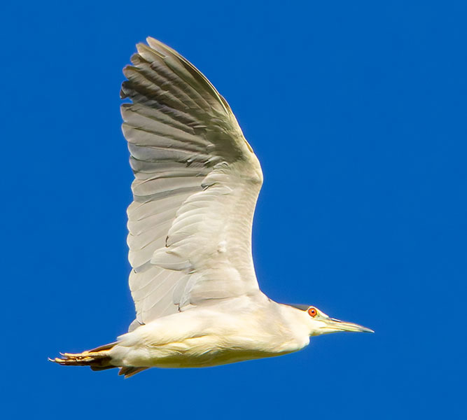 Black-crowned Night-Heron Nycticorax nycticorax 