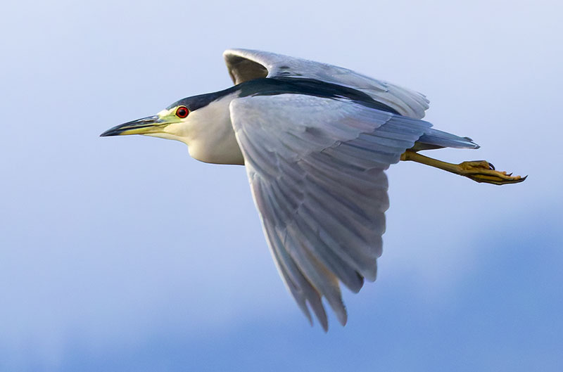 Black-crowned Night-Heron Nycticorax nycticorax 