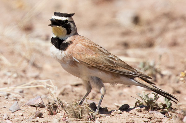 Horned Lark Eremophila alpestris 
