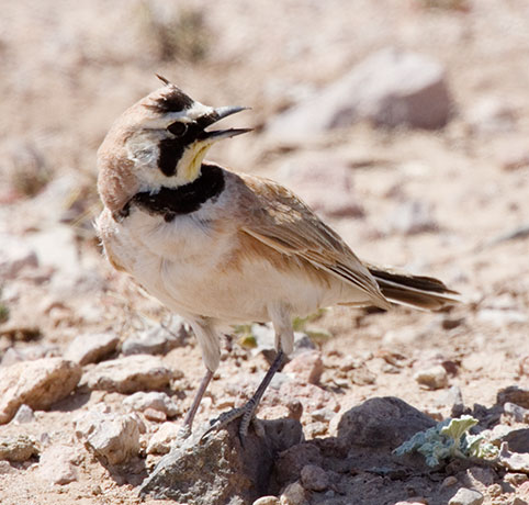 Horned Lark Eremophila alpestris 