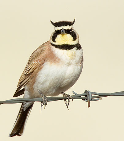 Horned Lark Eremophila alpestris 