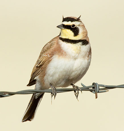 Horned Lark Eremophila alpestris 