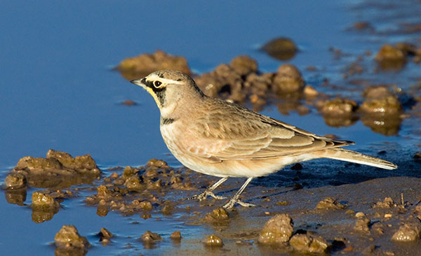 Horned Lark Eremophila alpestris 