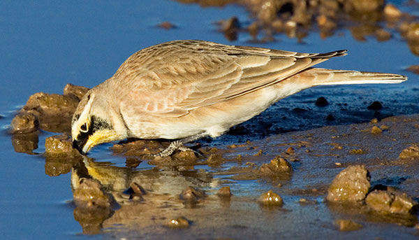 Horned Lark Eremophila alpestris 