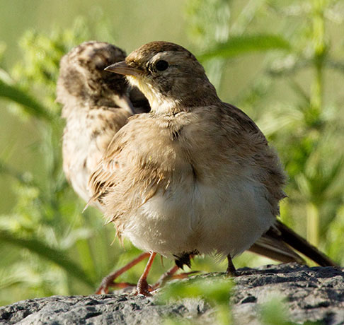 Horned Lark Eremophila alpestris 