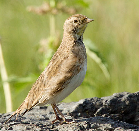 Horned Lark Eremophila alpestris 