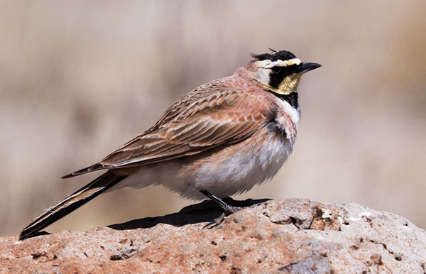 Horned Lark Eremophila alpestris 