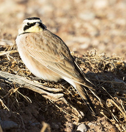 Horned Lark Eremophila alpestris 