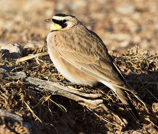 Horned Lark Eremophila alpestris 