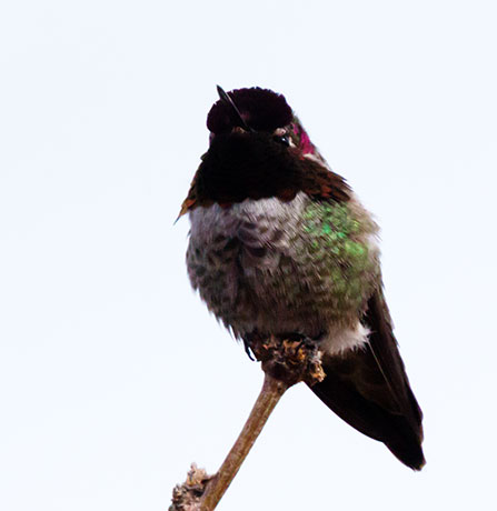 Anna's Hummingbird Calypte anna