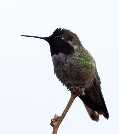 Anna's Hummingbird Calypte anna