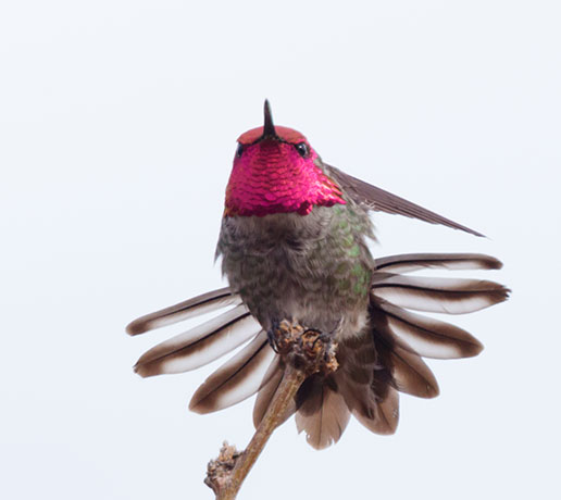 Anna's Hummingbird Calypte anna