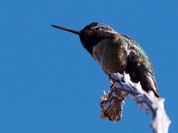 Anna's Hummingbird Calypte anna