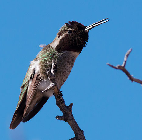 Anna's Hummingbird Calypte anna