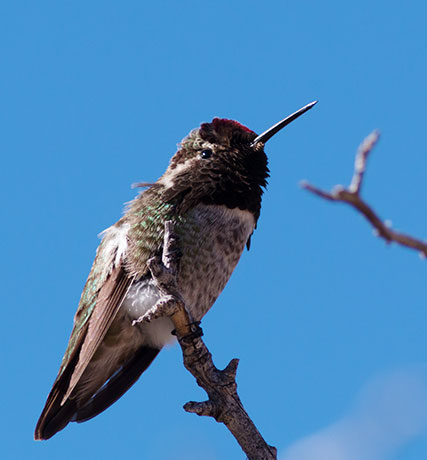 Anna's Hummingbird Calypte anna