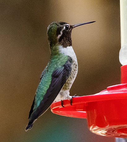 Anna's Hummingbird Calypte anna