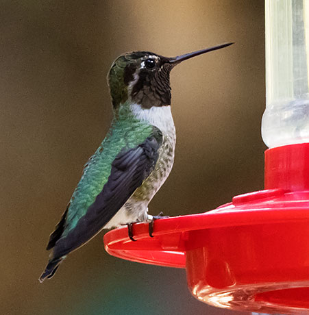 Anna's Hummingbird Calypte anna