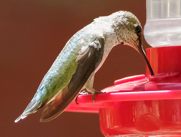 Anna's Hummingbird Calypte anna