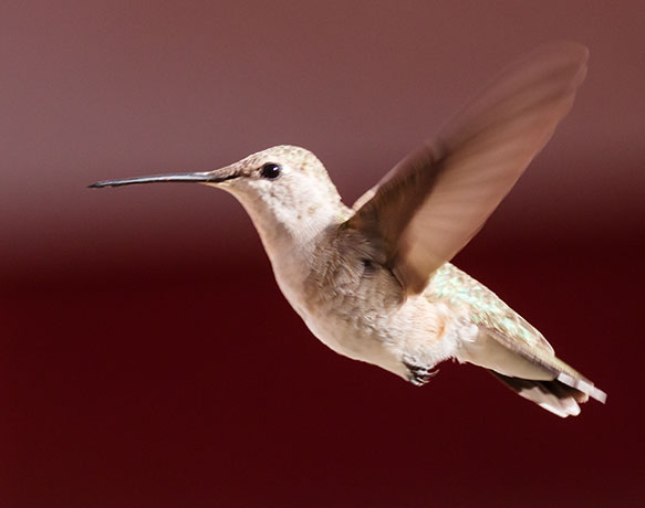 Black-chinned Hummingbird Archilochus alexandri 