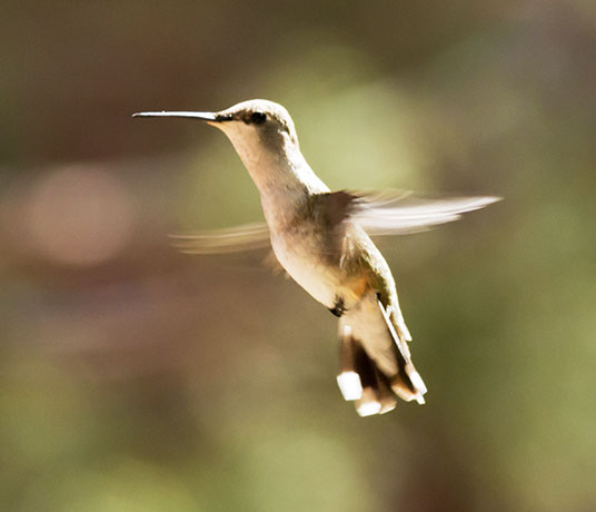 Black-chinned Hummingbird Archilochus alexandri 