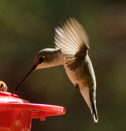 Black-chinned Hummingbird Archilochus alexandri 