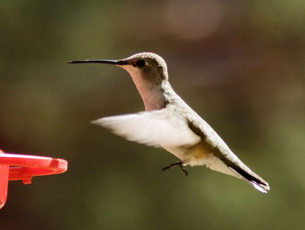 Black-chinned Hummingbird Archilochus alexandri 