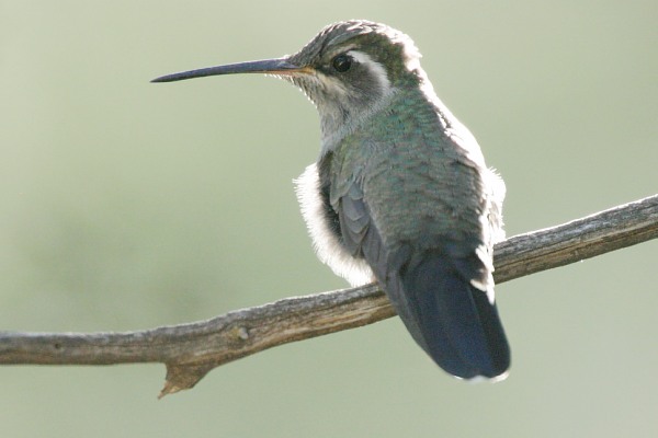 Blue-throated Hummingbird Lampornis 