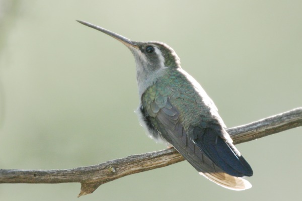Blue-throated Hummingbird Lampornis 