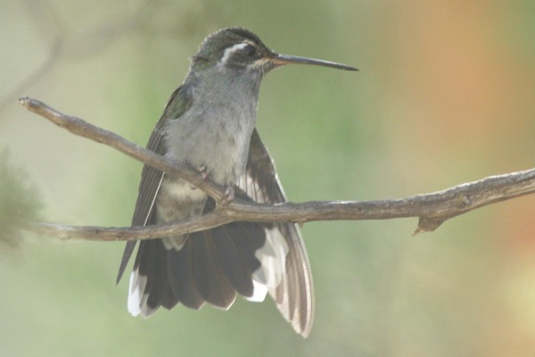 Blue-throated Hummingbird Lampornis 