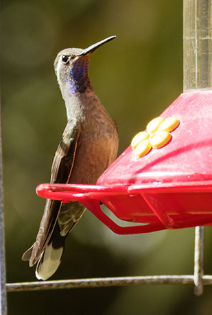 Blue-throated Hummingbird Lampornis 