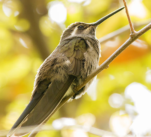 Blue-throated Hummingbird Lampornis 
