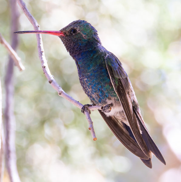Broad-billed Hummingbird Cynanthus latirostris