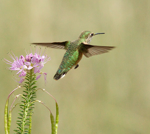 Broad-tailed Hummingbird Selasphorus platycercus