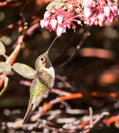 Broad-tailed Hummingbird Selasphorus platycercus
