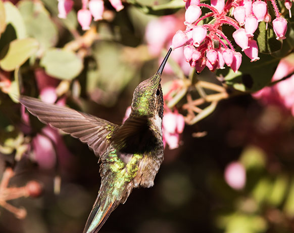 Broad-tailed Hummingbird Selasphorus platycercus