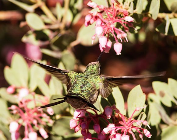 Broad-tailed Hummingbird Selasphorus platycercus