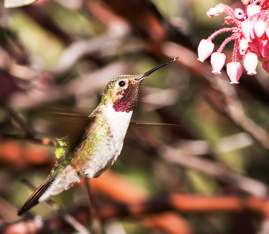 Broad-tailed Hummingbird Selasphorus platycercus