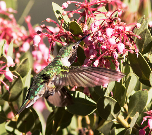 Broad-tailed Hummingbird Selasphorus platycercus