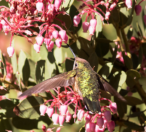 Broad-tailed Hummingbird Selasphorus platycercus