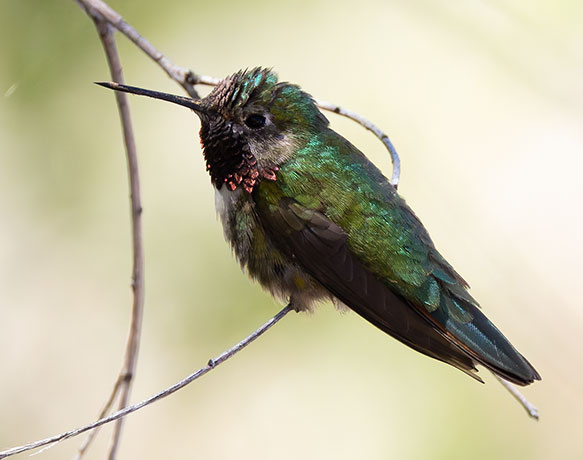 Broad-tailed Hummingbird Selasphorus platycercus