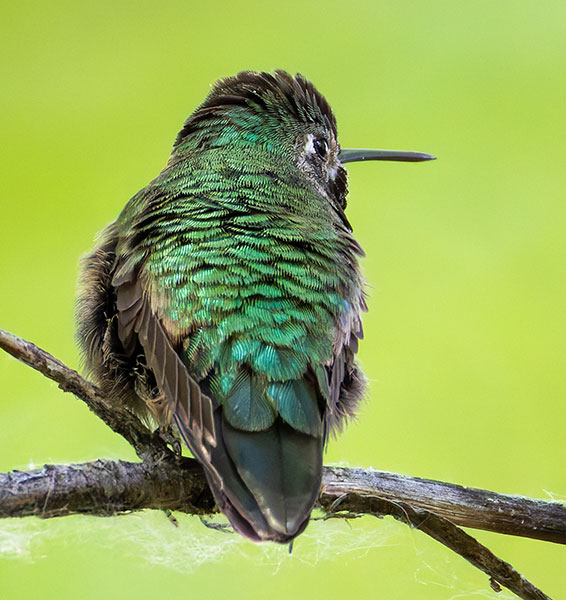 Broad-tailed Hummingbird Selasphorus platycercus