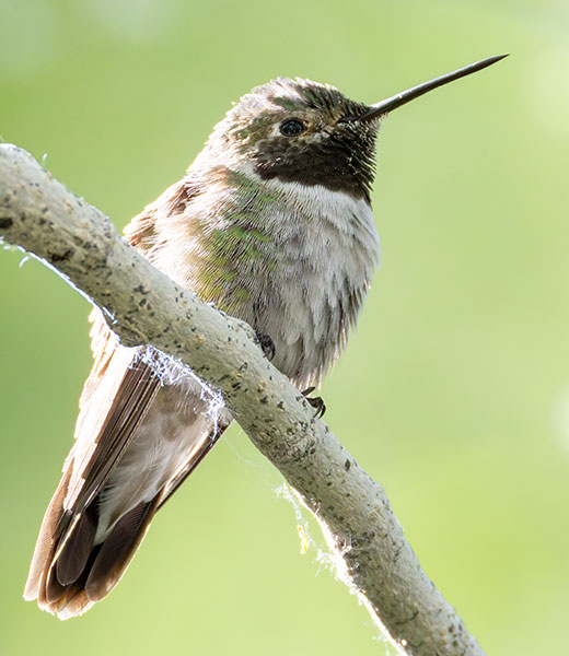 Broad-tailed Hummingbird Selasphorus platycercus