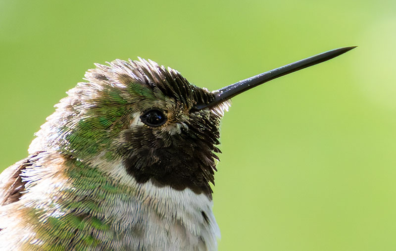 Broad-tailed Hummingbird Selasphorus platycercus