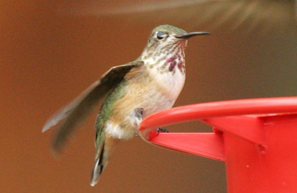 Calliope Hummingbird Selasphorus calliope